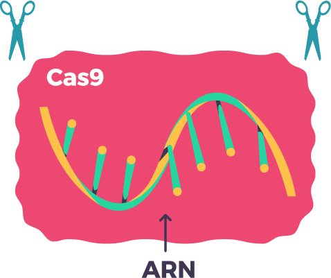 CRISPR es un ARN