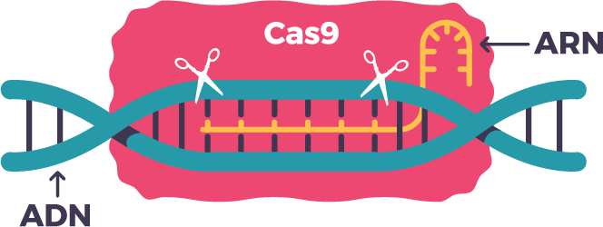 CRISPR es un ARN, paso 3