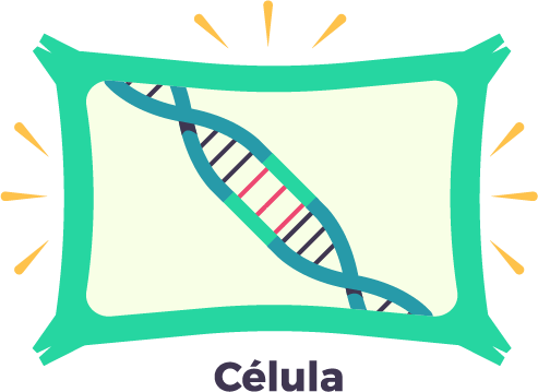 La célula repara