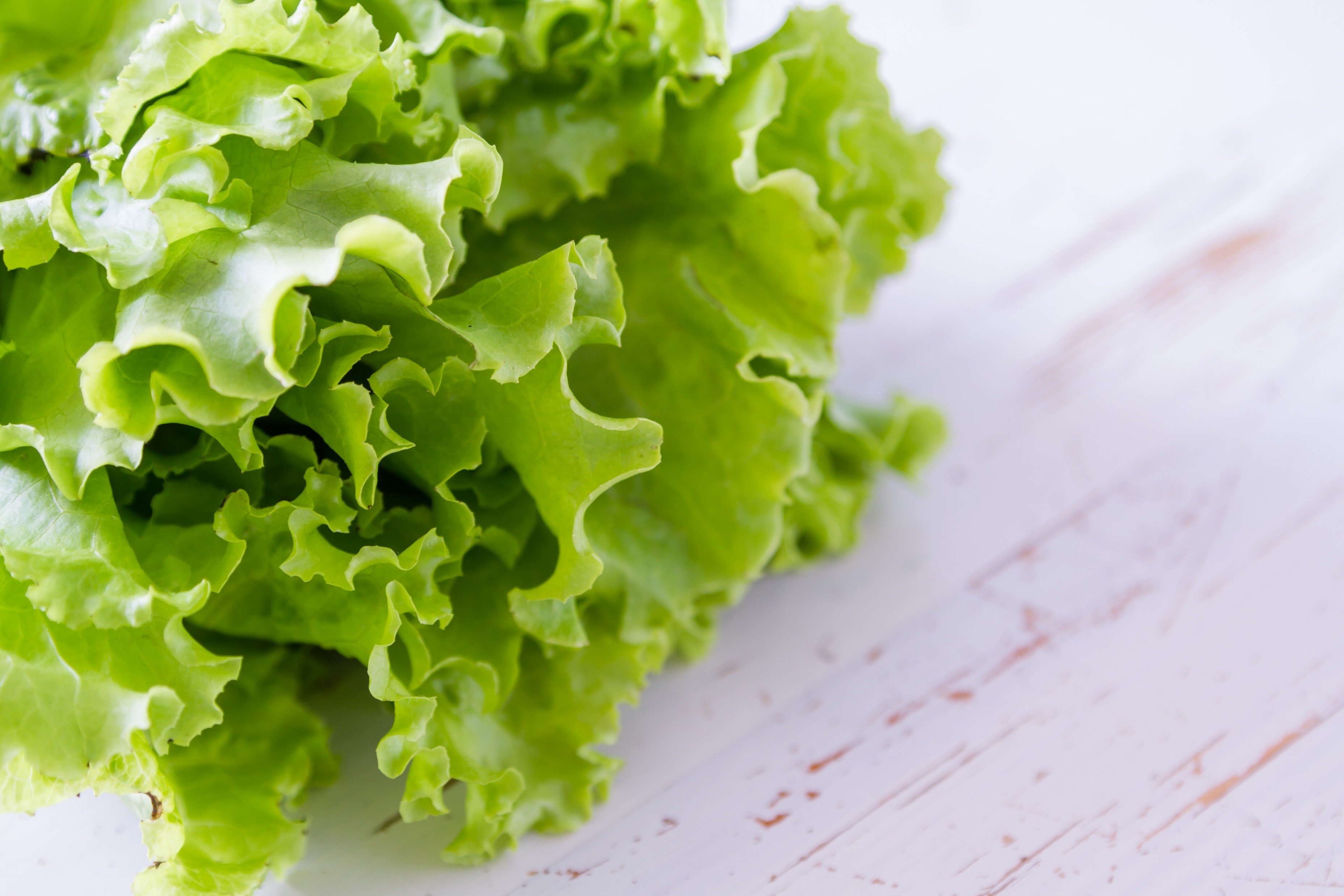 propiedades de la lechuga beneficios de la lechuga
