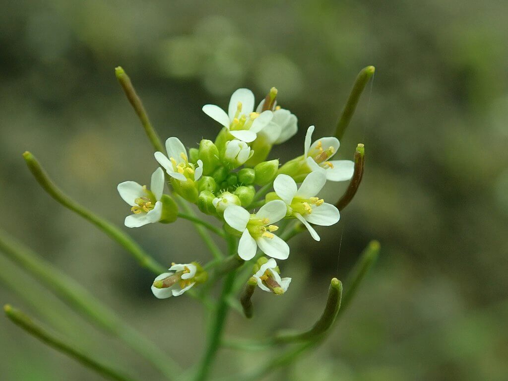 Edición genética activa genes Crispr-Cas9 Adabidiopsis thaliana