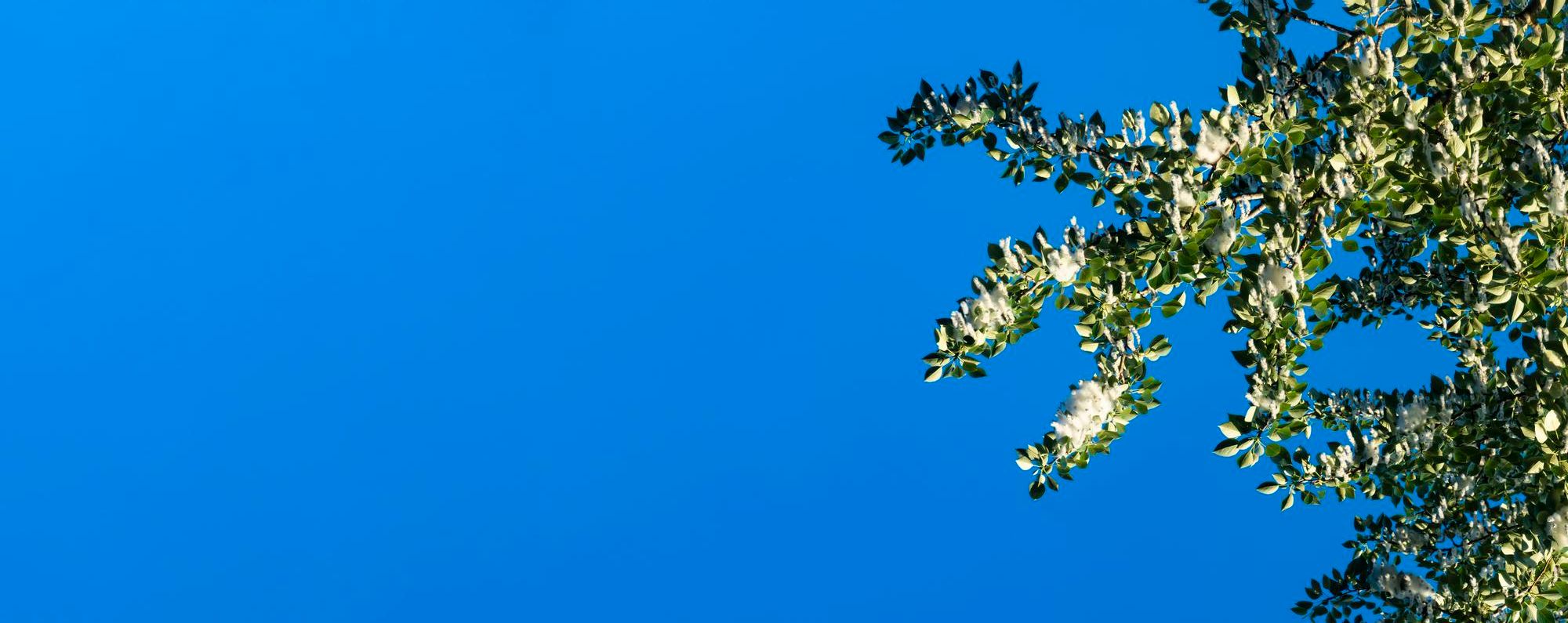 Cielo con un álamo al a derecha, la especie que usaron los científicos para hacer el fitomejoramiento con crispr.