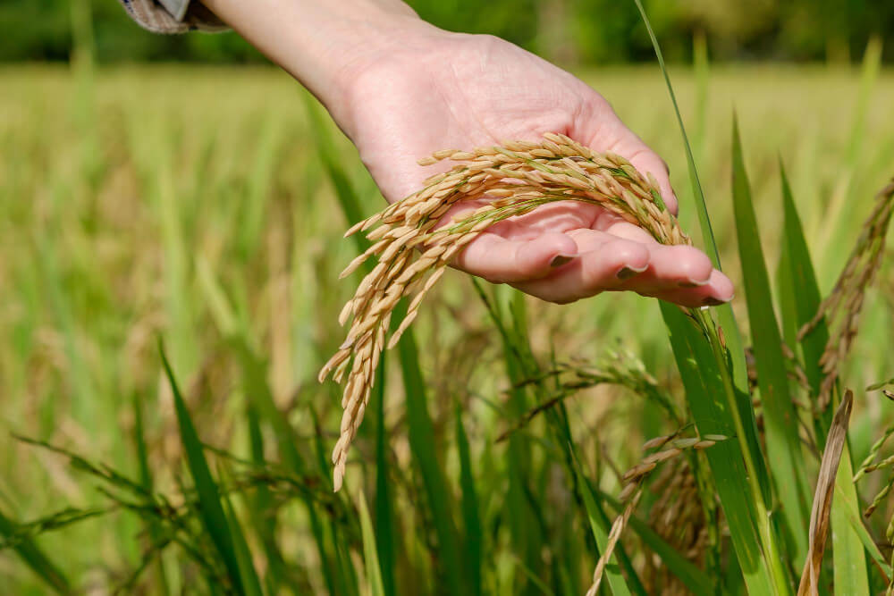 arroz para enfermos renales