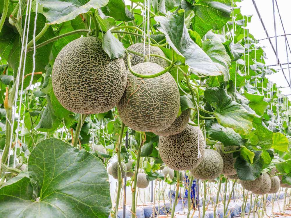 melón maduración lenta duración del melón crispr