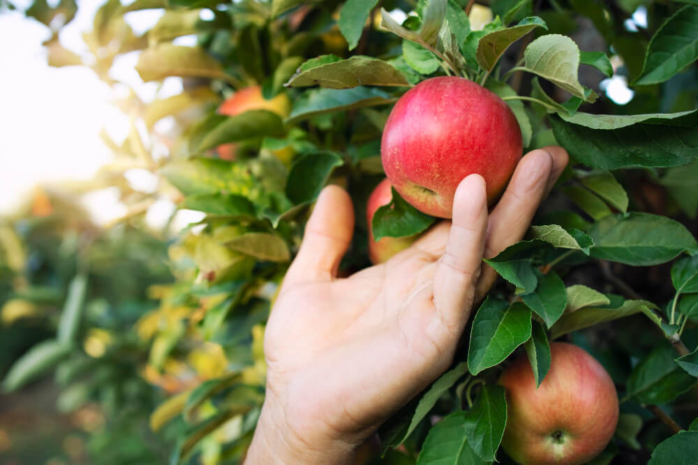 manzana genéticamente modificada manzana editada con crispr