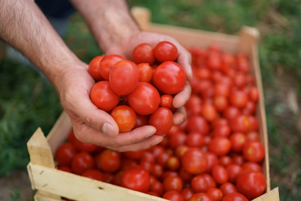 tomate mejorado crispr tomate editado genéticamente