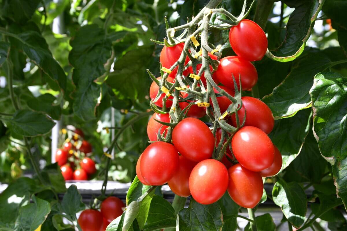 tomate CRISPR tomate editado genéticamente