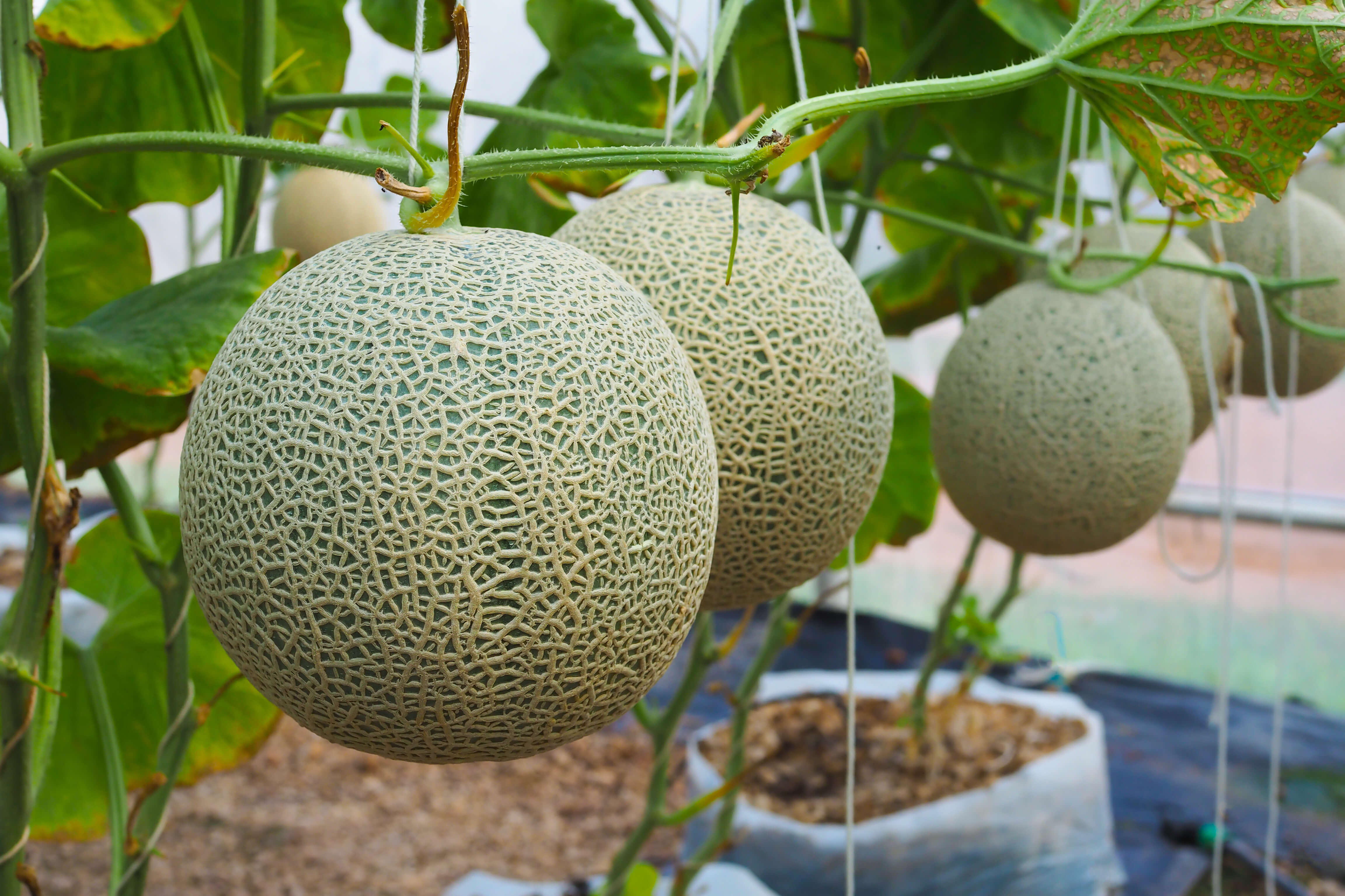 Melon editado genéticamente