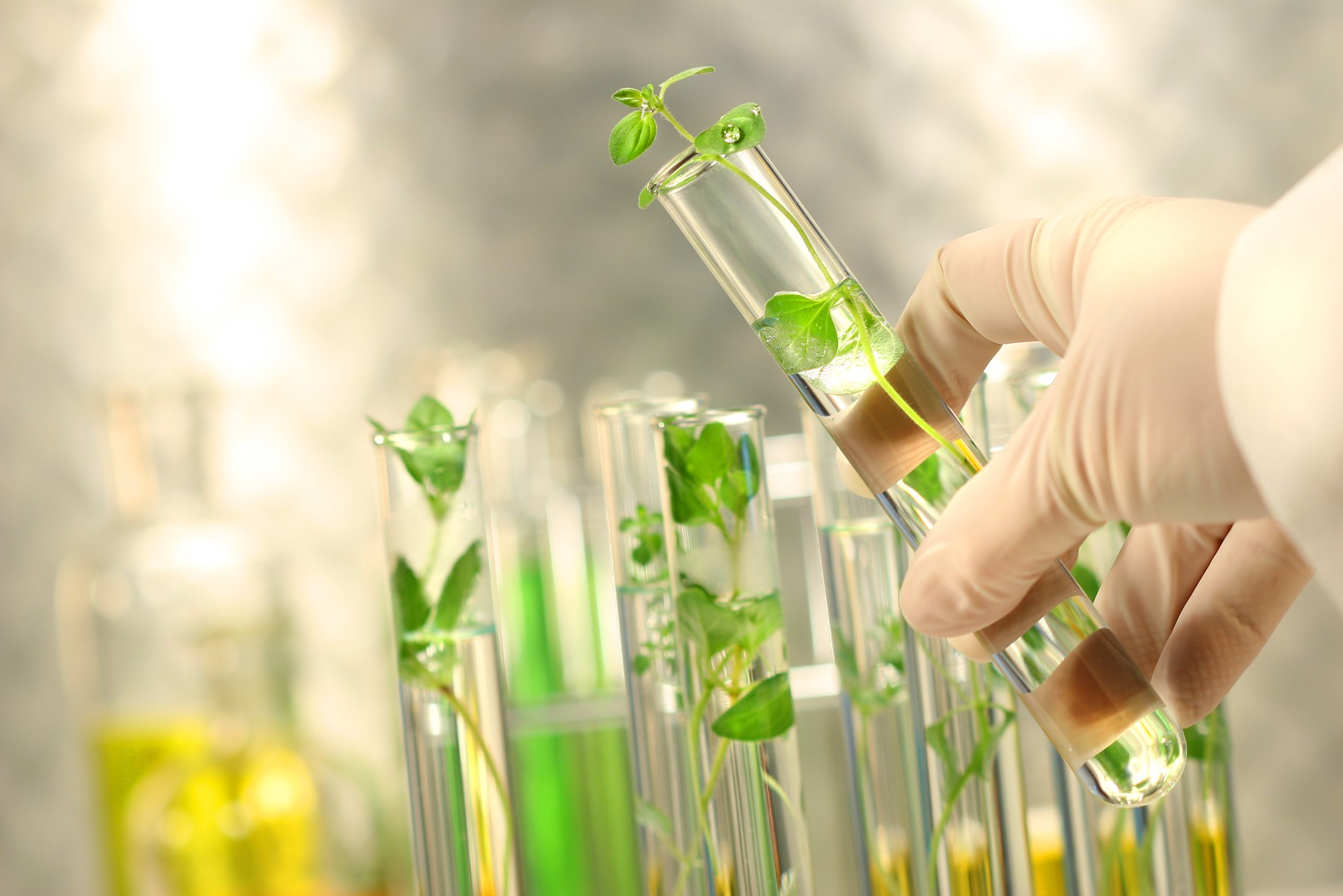Marco regulatorio de la edición genética para el mejoramiento vegetal Marco regulatorio de la edición genética