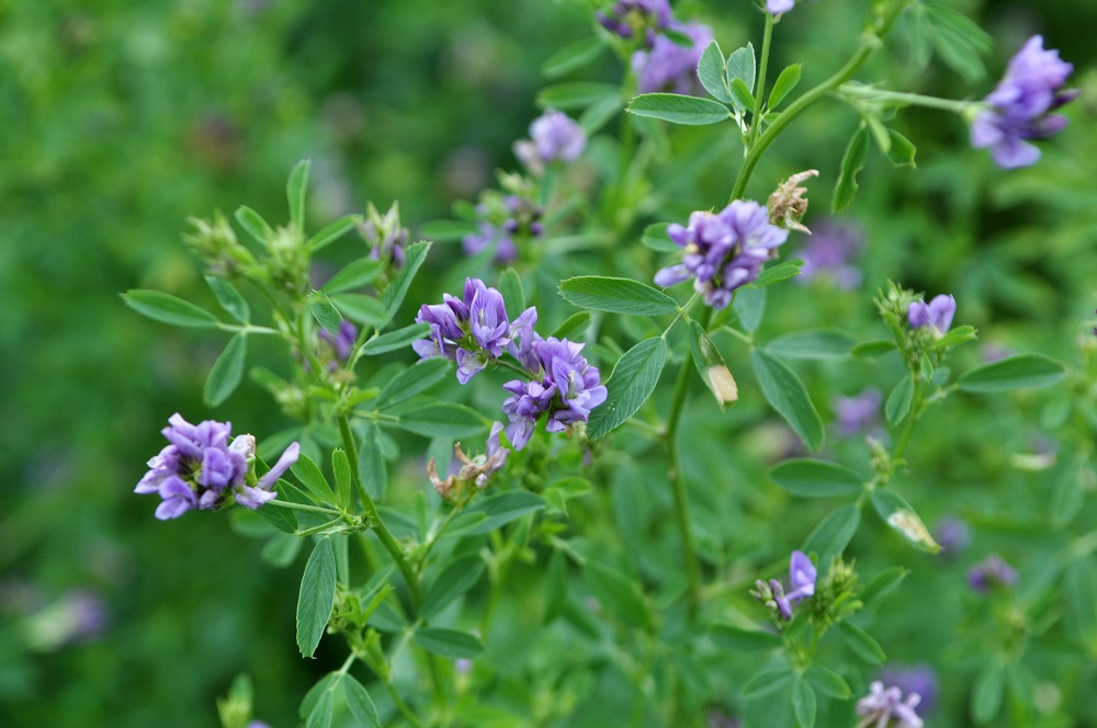 Alfalfa tolerante a herbicidas Alfalfa