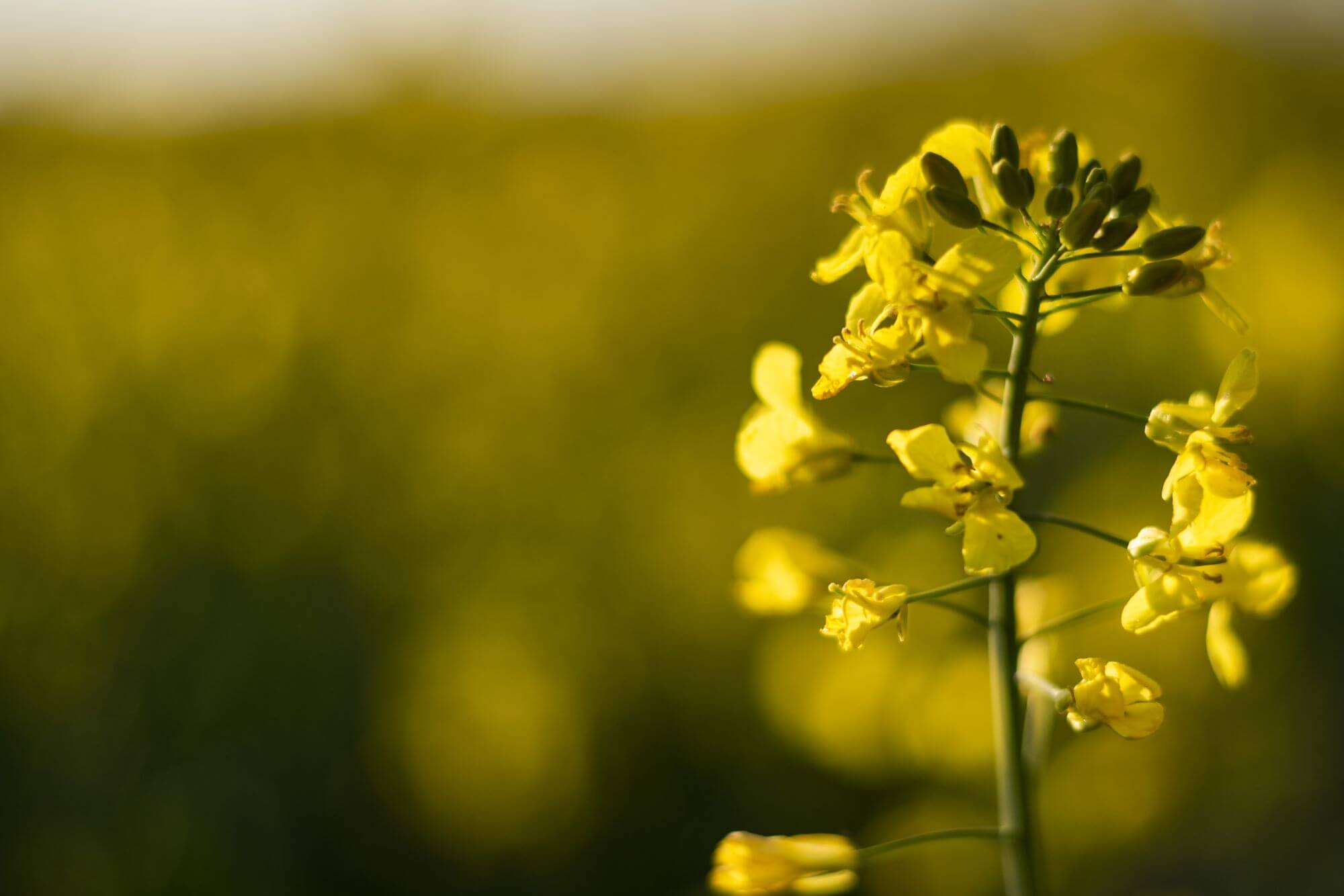 Cultivo de Canola Canola transgénica