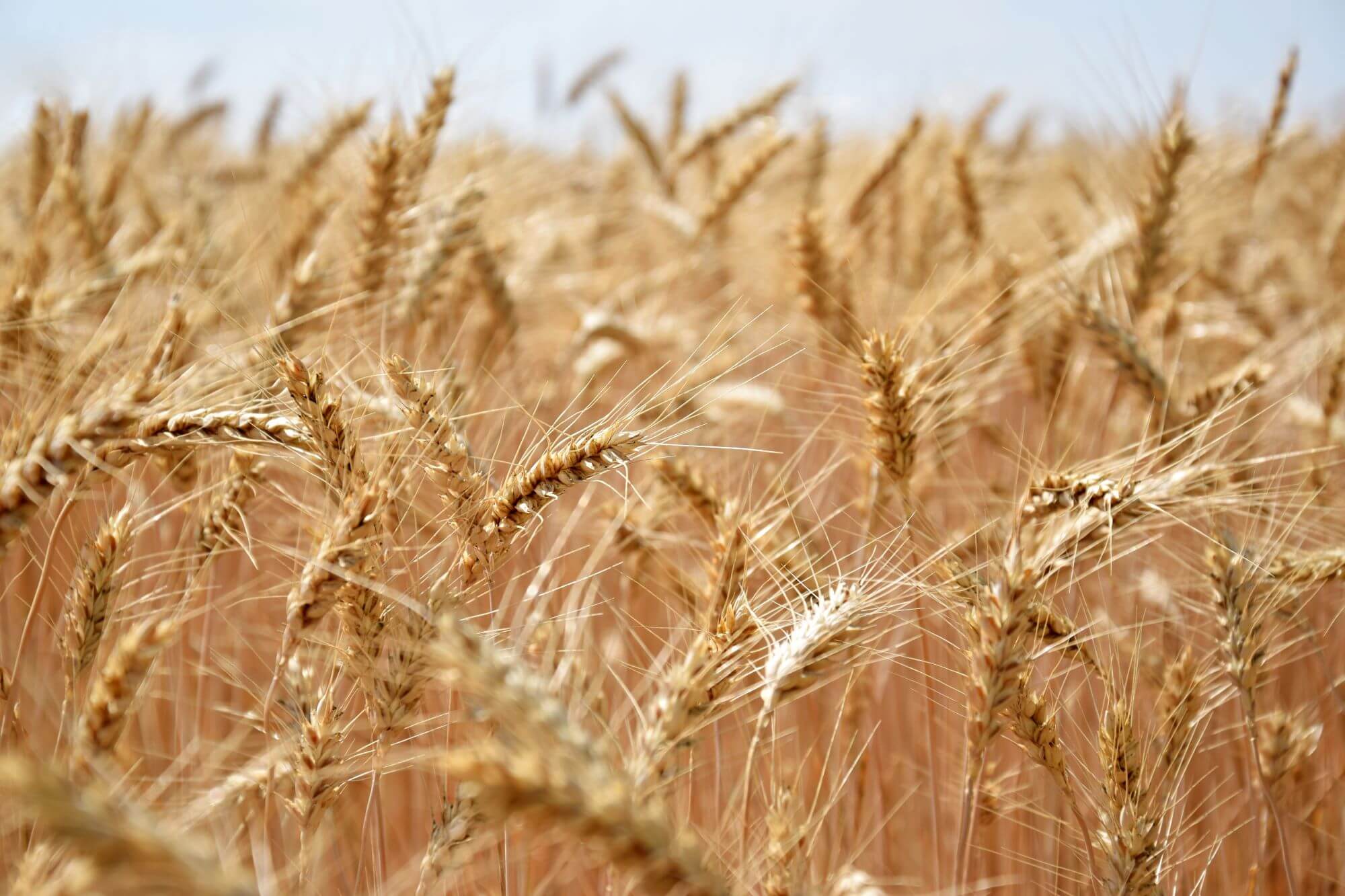 Cebada editada con CRISPR comenzará pruebas de campo en Suiza cebada editada