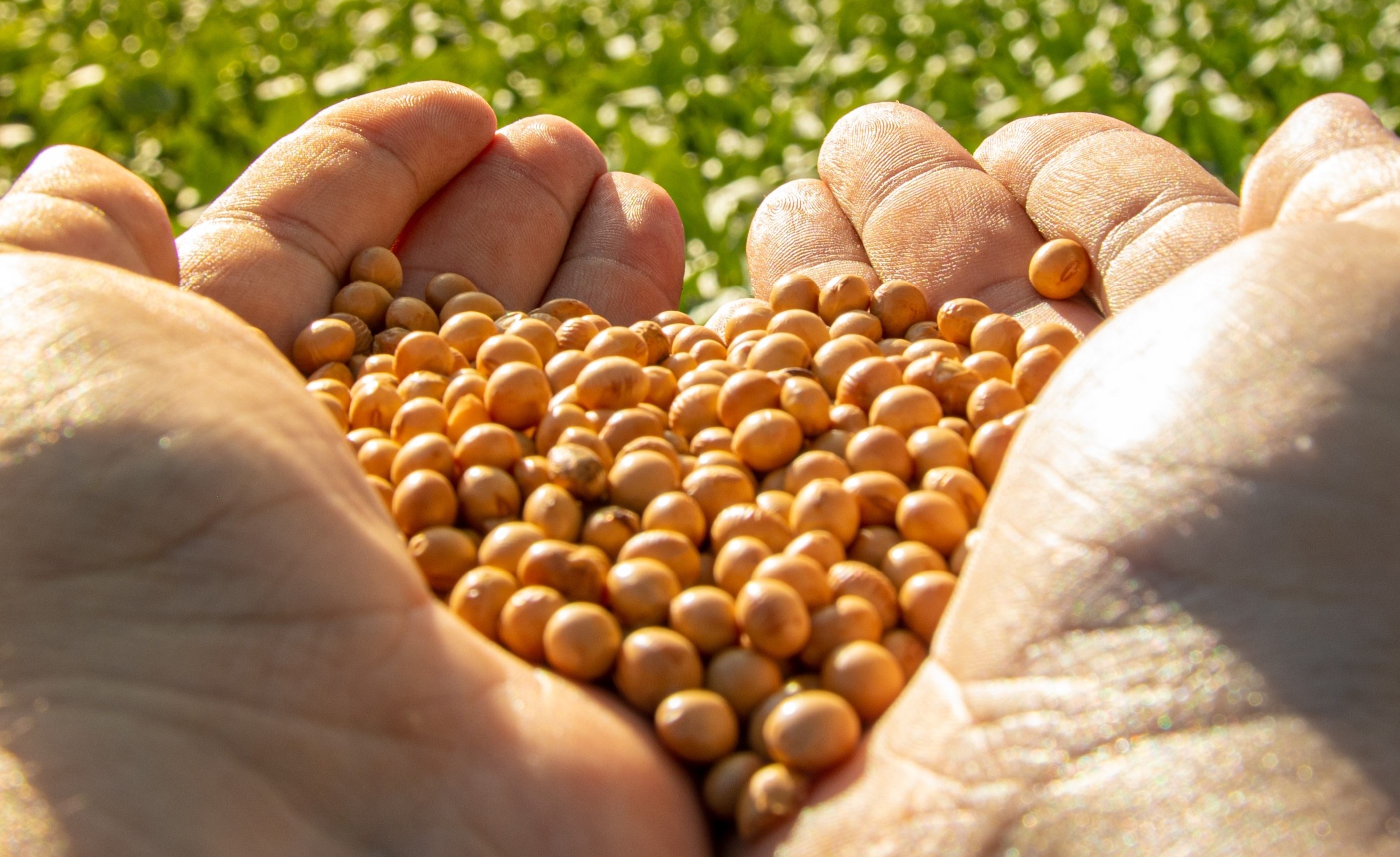Soya editada con CRISPR Soya editada con CRISPR