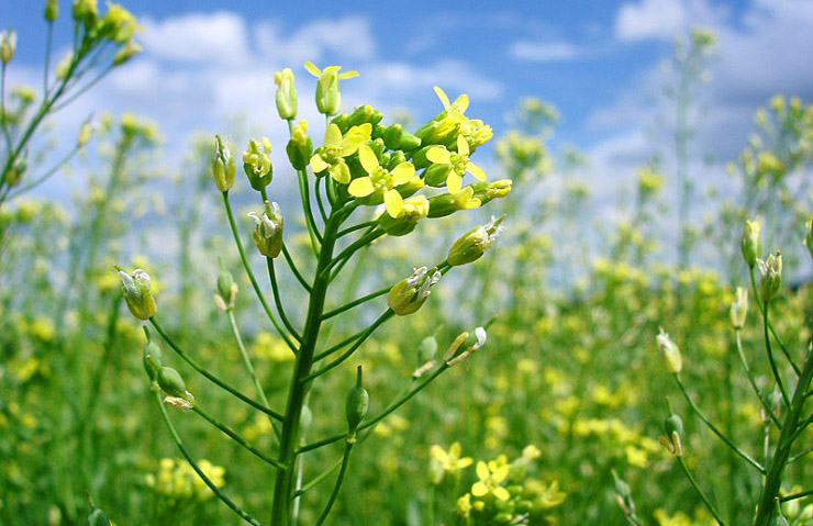 Camelina editada camelina editada