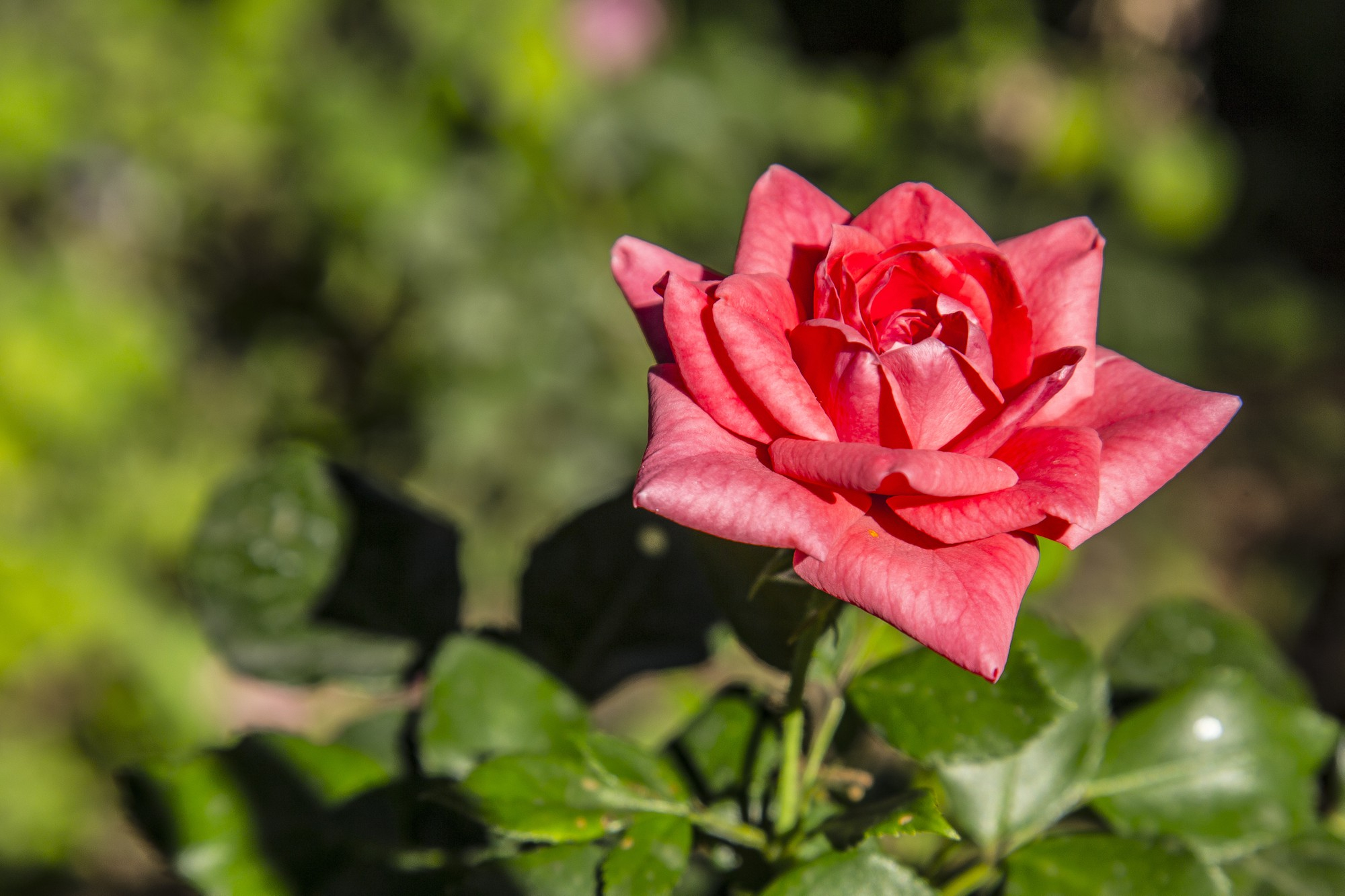 Alusión a rosas sin espinas Rosas sin espinas