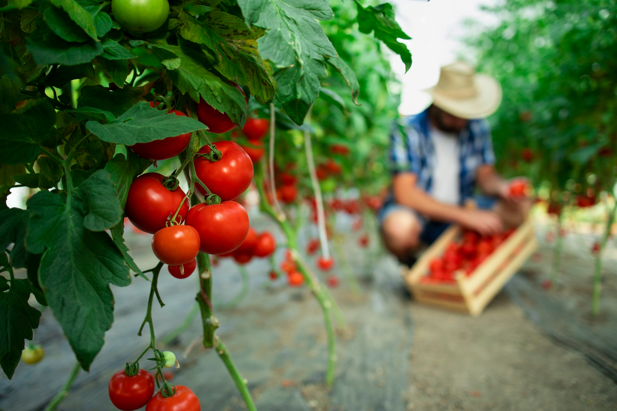 Un tomate editado más dulce tiene lugar con CRISPR tomate editado