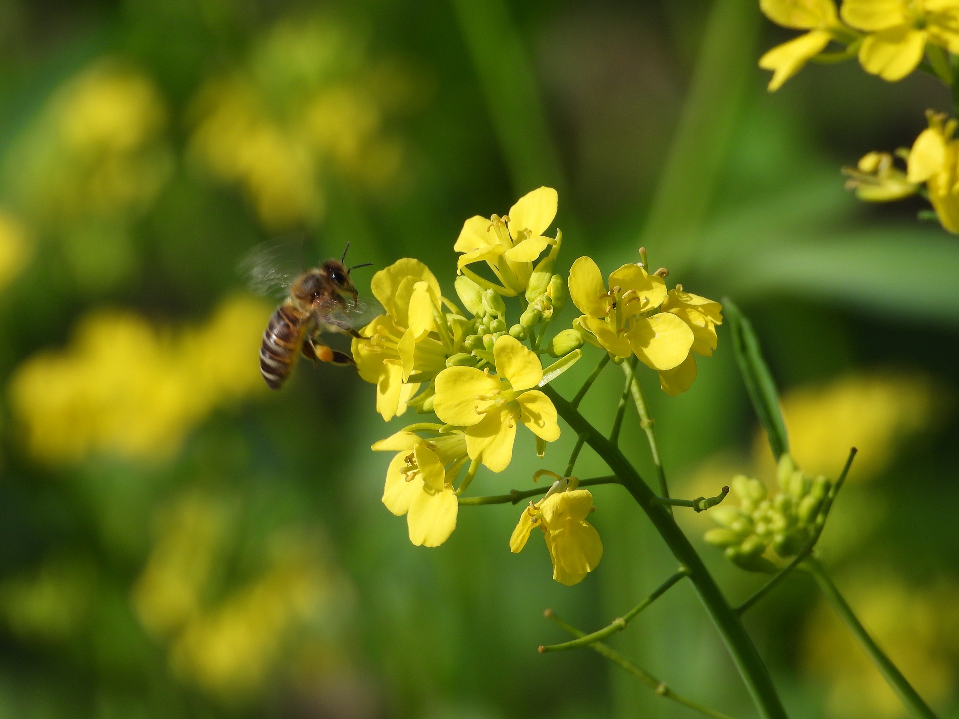 Canola de la que se obtendrá más aceite canola rendidora
