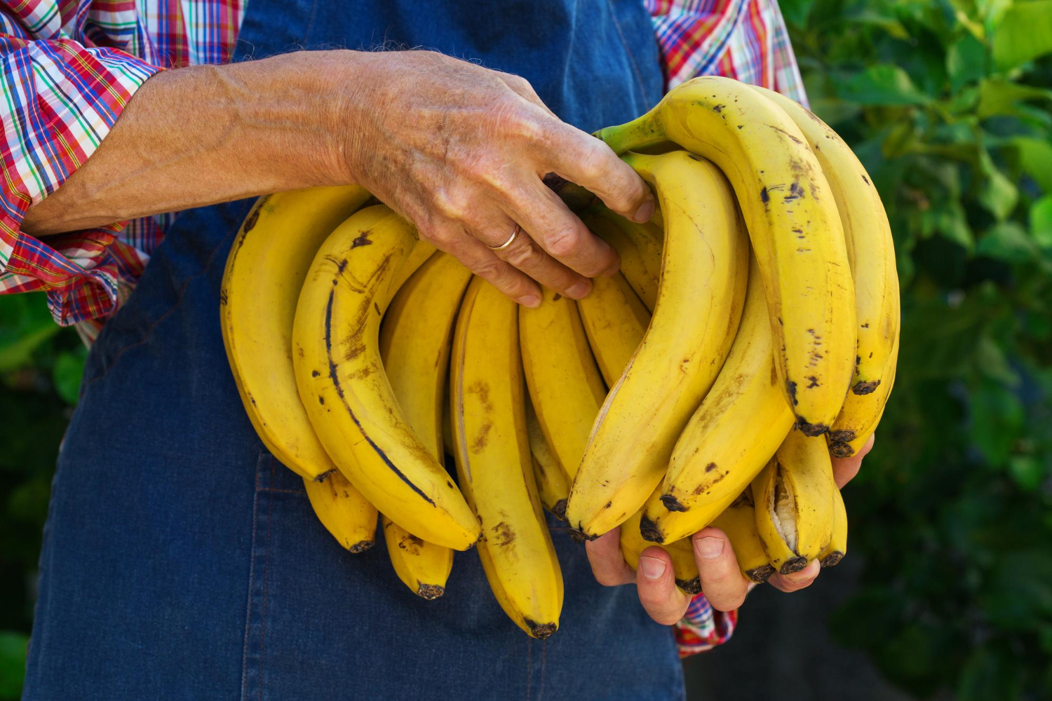 Banano editado banano editado