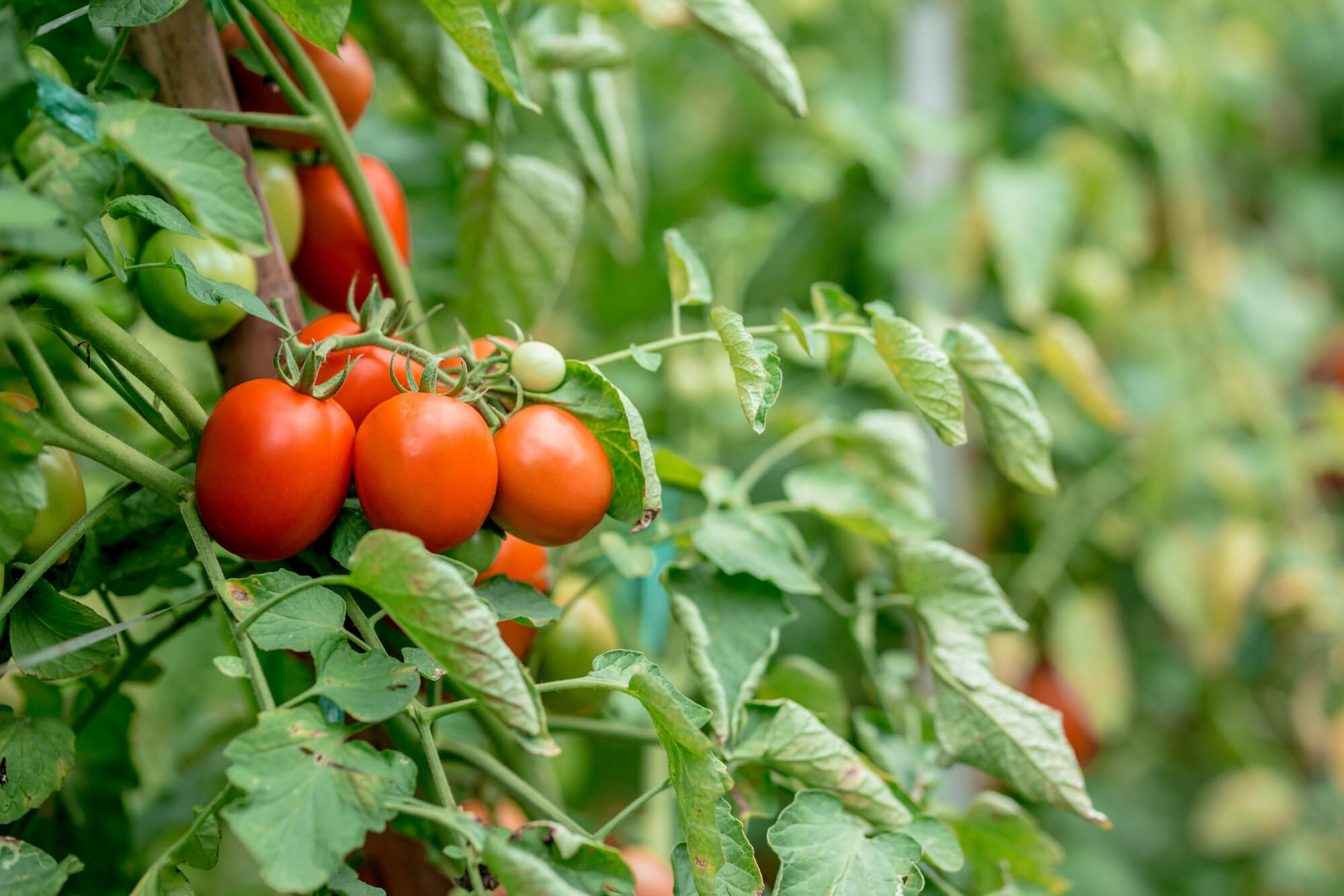 Cultivo de tomate tomate editado con CRISPR