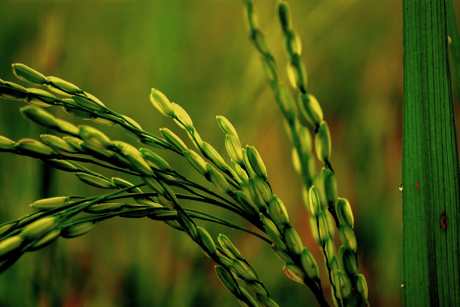 cultivo de arroz
