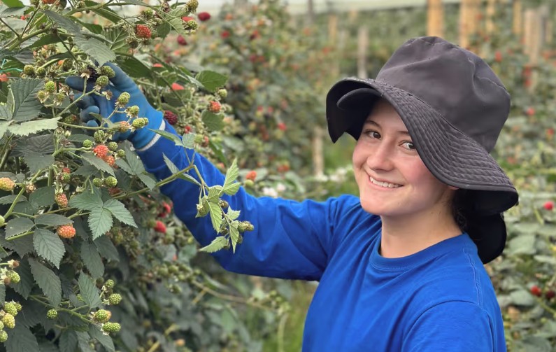 zarzamoras en Colombia