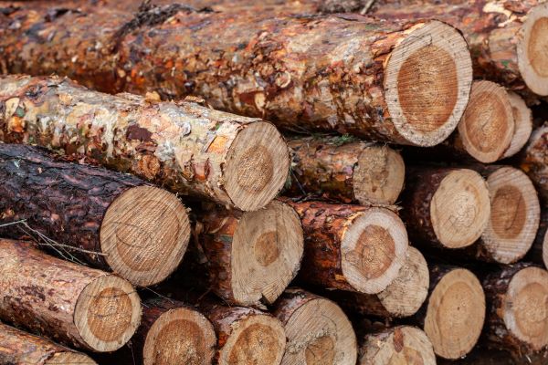 árboles editados con menos lignina