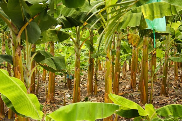 planta de banano editado genéticamente