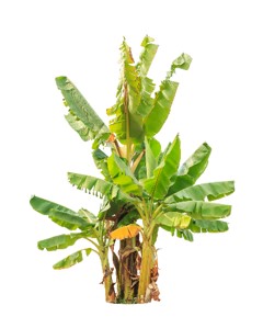 Planta de banano editada con CRISPR