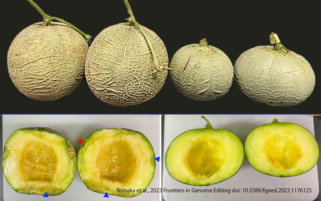 Melon editado genéticamente con CRISPR