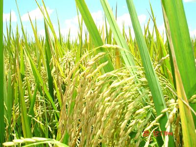 arroz crispr