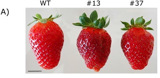 Fresas editadas