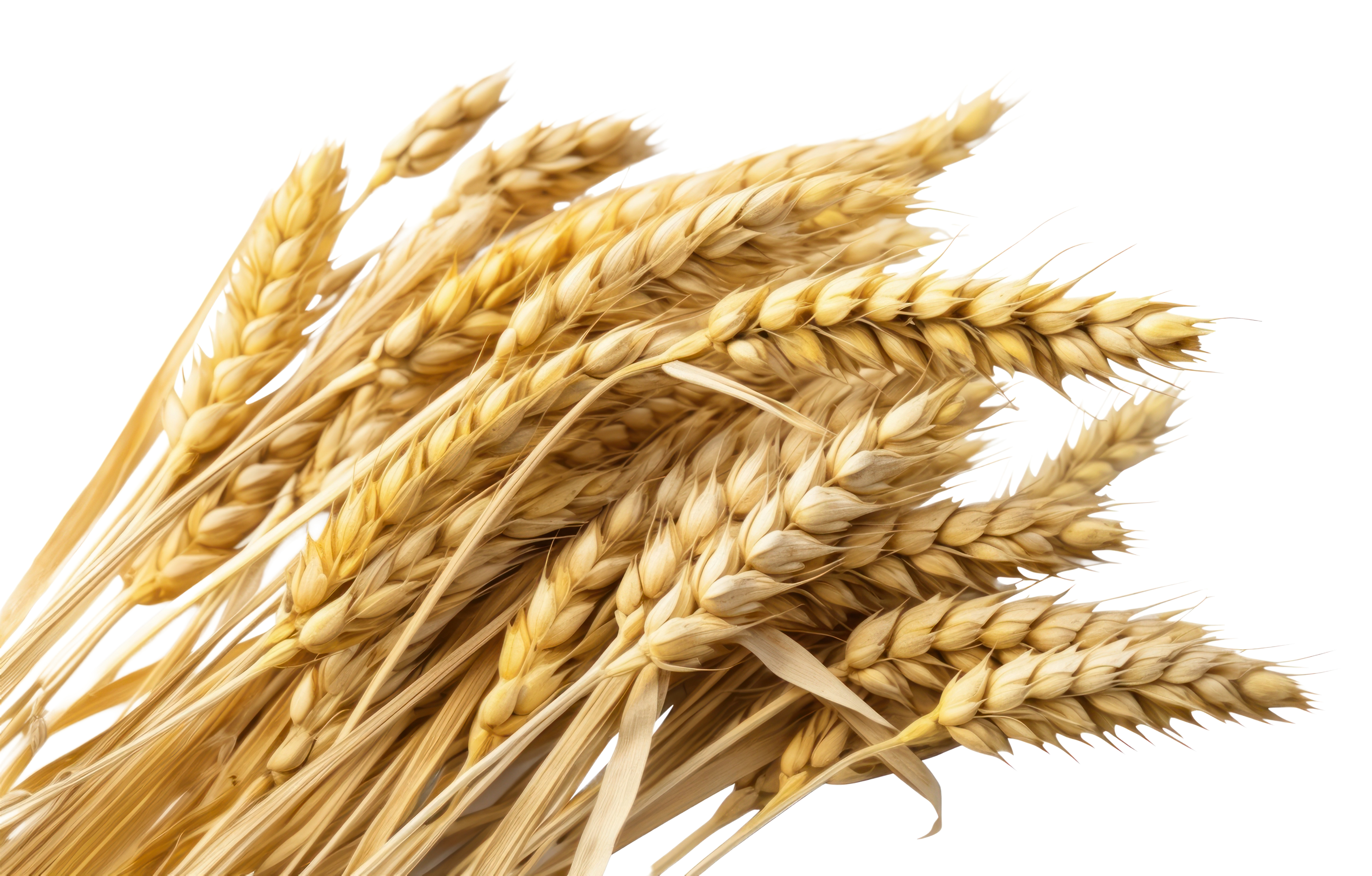 beneficios nutricionales