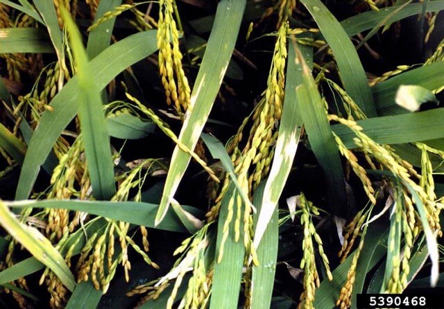 enfermedad del arroz