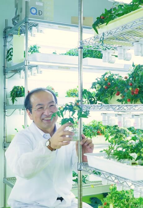 tomate crispr japon