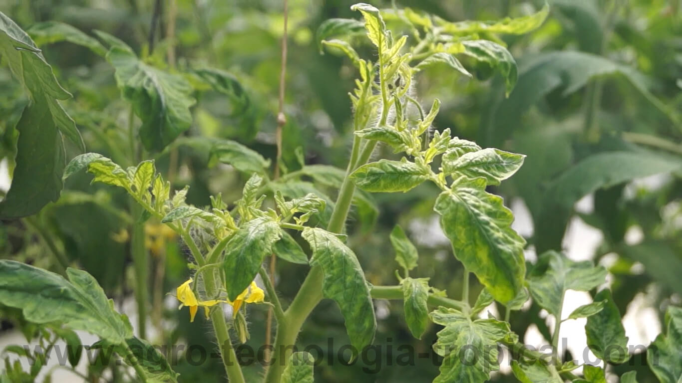 tomate editado, tomate afectado por la mosca blanca