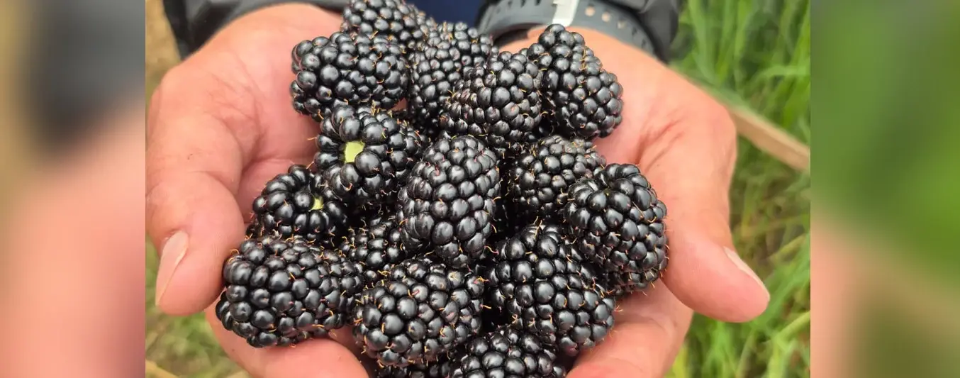 zarzamoras en Colombia