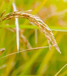 Arroz editado desafía el tizón y crece con tejidos más fuertes  