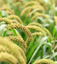 Los cultivos tolerantes a la sequía con CRISPR 