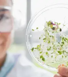 CRISPR en plantas: un editor genético más pequeño podría ampliar el mejoramiento de cultivos 