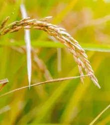 Desarrollan un sensor con CRISPR para detectar arsénico en el arroz 