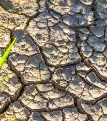 Edición genética y cambio climático: cómo CRISPR puede ayudar a resistir plagas y tolerar sequía 