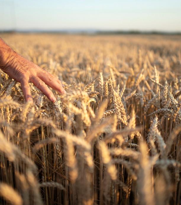 edición genética en Latinoamérica