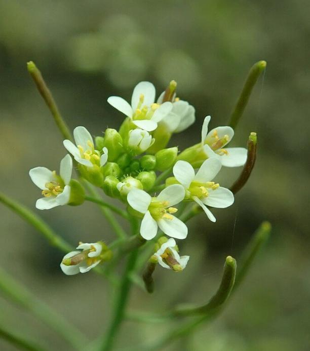 Crispr-Cas9 Adabidiopsis thaliana