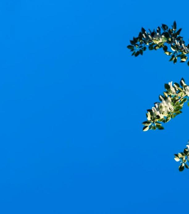 Cielo con un álamo al a derecha, la especie que usaron los científicos para hacer el fitomejoramiento con crispr.