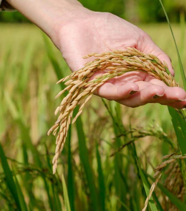 arroz para enfermos renales