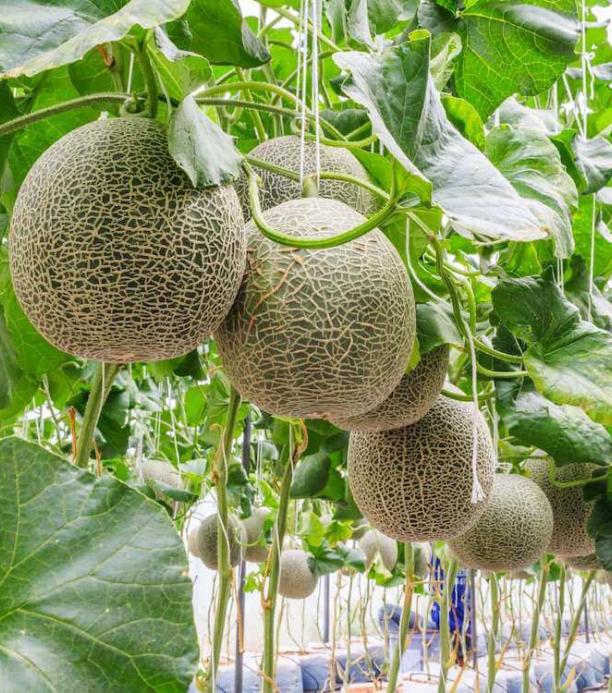 duración del melón crispr