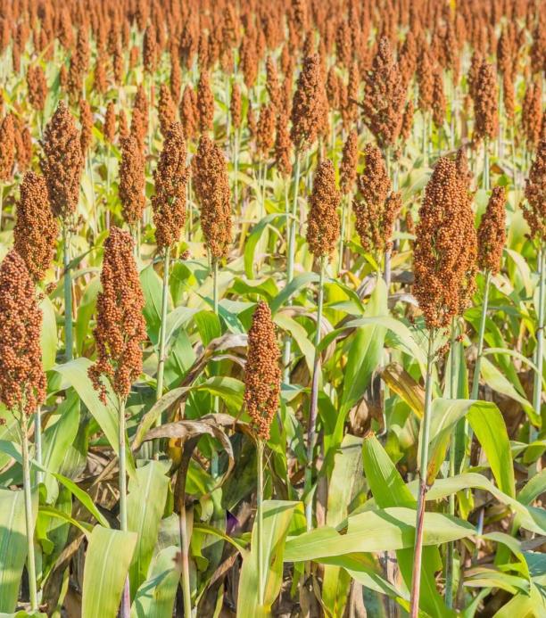 gases efecto invernadero cultivos