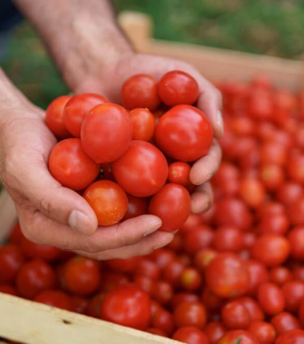 tomate editado genéticamente