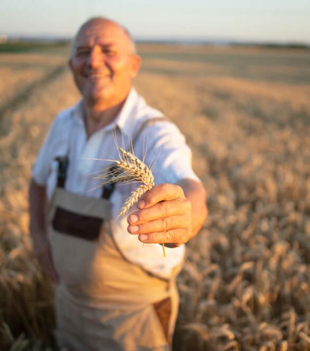 Trigo editado con CRISPR