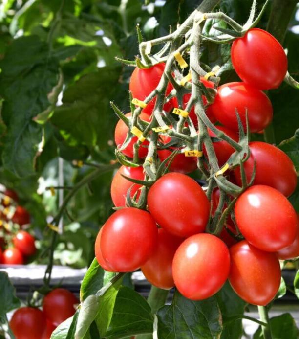 tomate editado genéticamente
